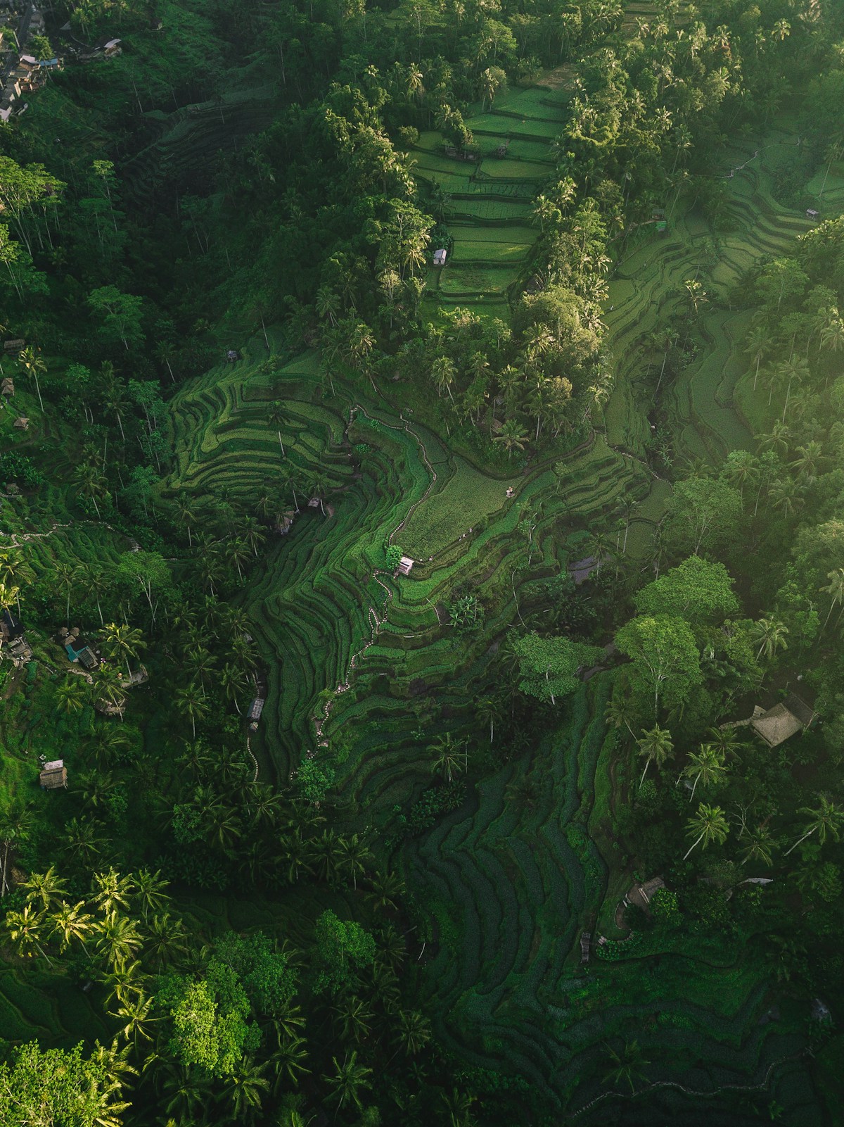Aerial view of the Tegallalang rice terraces in Bali, Indonesia